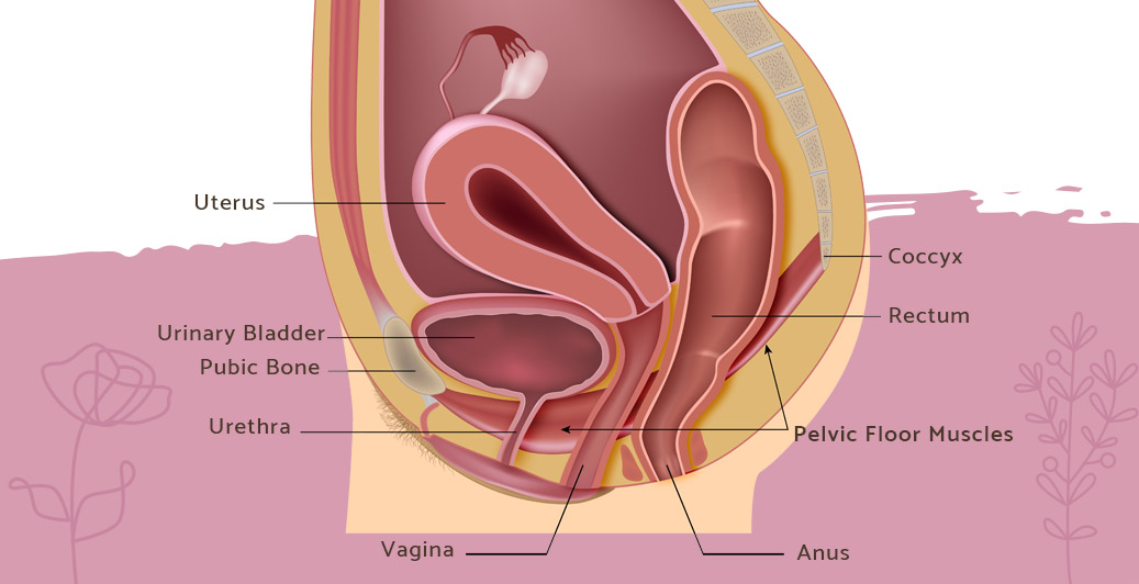 Anatomical diagram