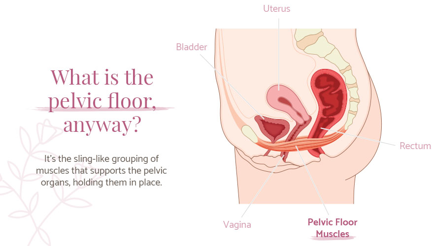 what is the pelvic floor